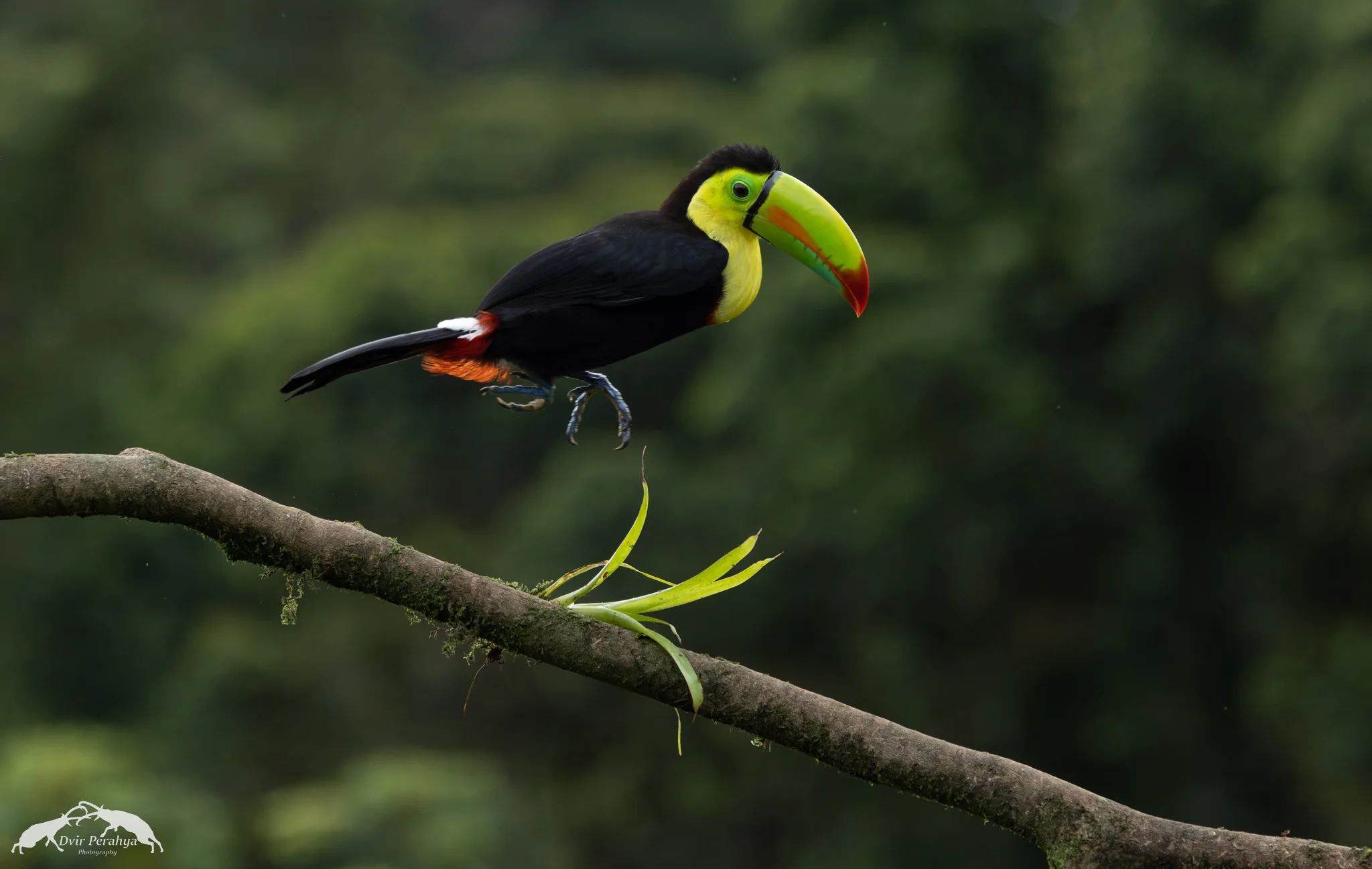 Keel-billed toucan, Boca Tapada
